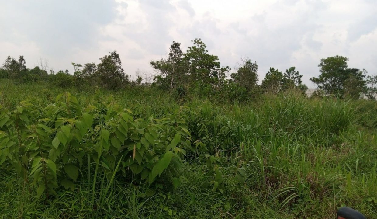 Dijual Tanah 13 Ha Pinggir Jalan Tanjung Api Api Talang Kelapa Gasing (4)