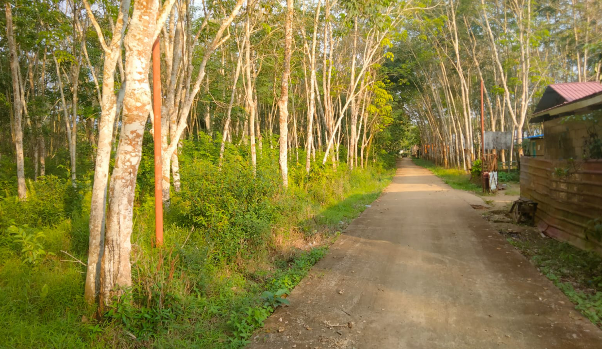 Lahan Kebun karet Di jln Batuaji Talang buluh (1)