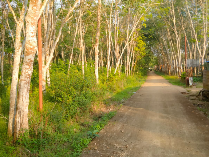 Dijual Lahan Kebun Karet Jalan Batuaji Talang Buluh Banyuasin Palembang