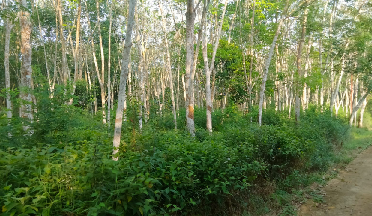 Lahan Kebun karet Di jln Batuaji Talang buluh (3)