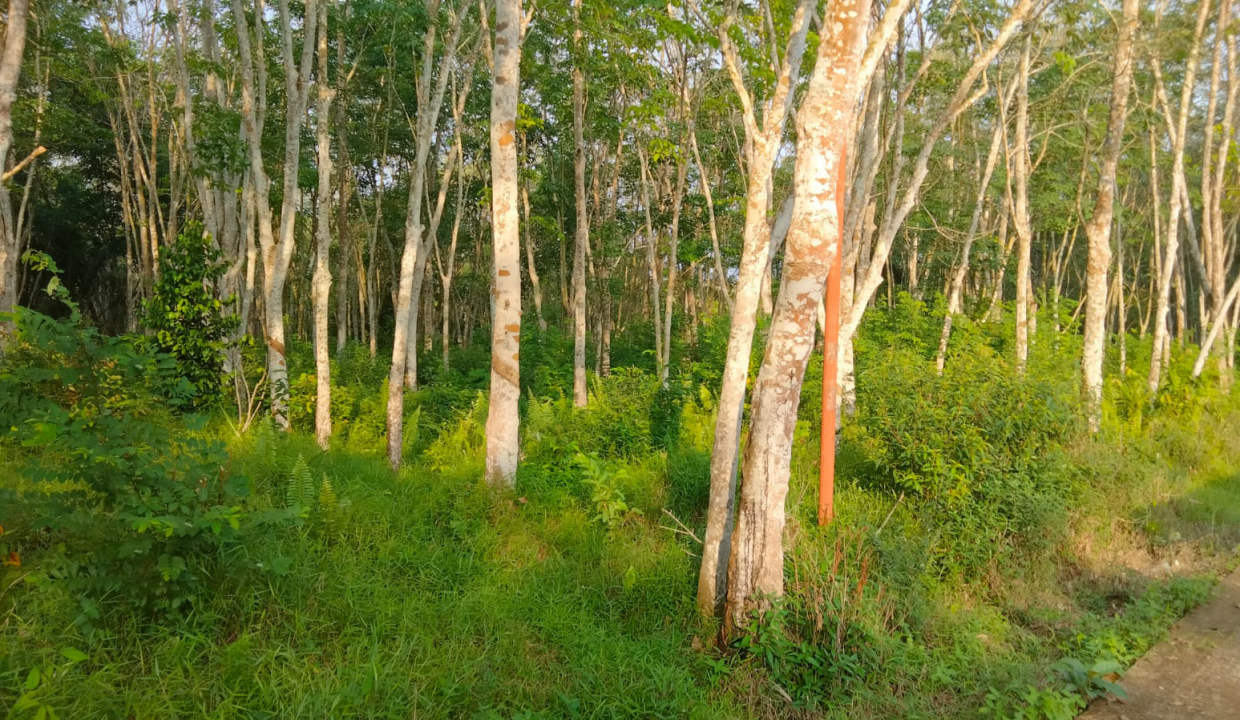 Lahan Kebun karet Di jln Batuaji Talang buluh (4)