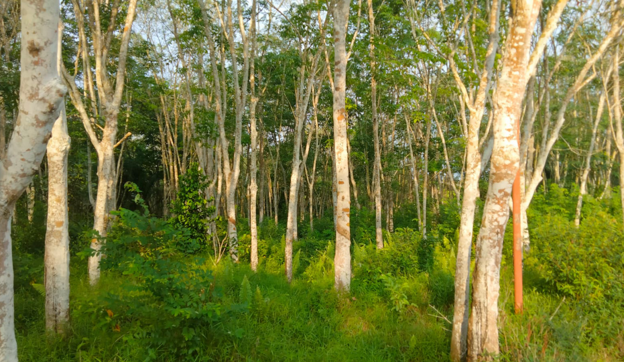 Lahan Kebun karet Di jln Batuaji Talang buluh (5)