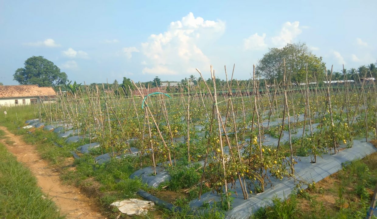Dijual Tanah Di jalan Sukamoro (5)