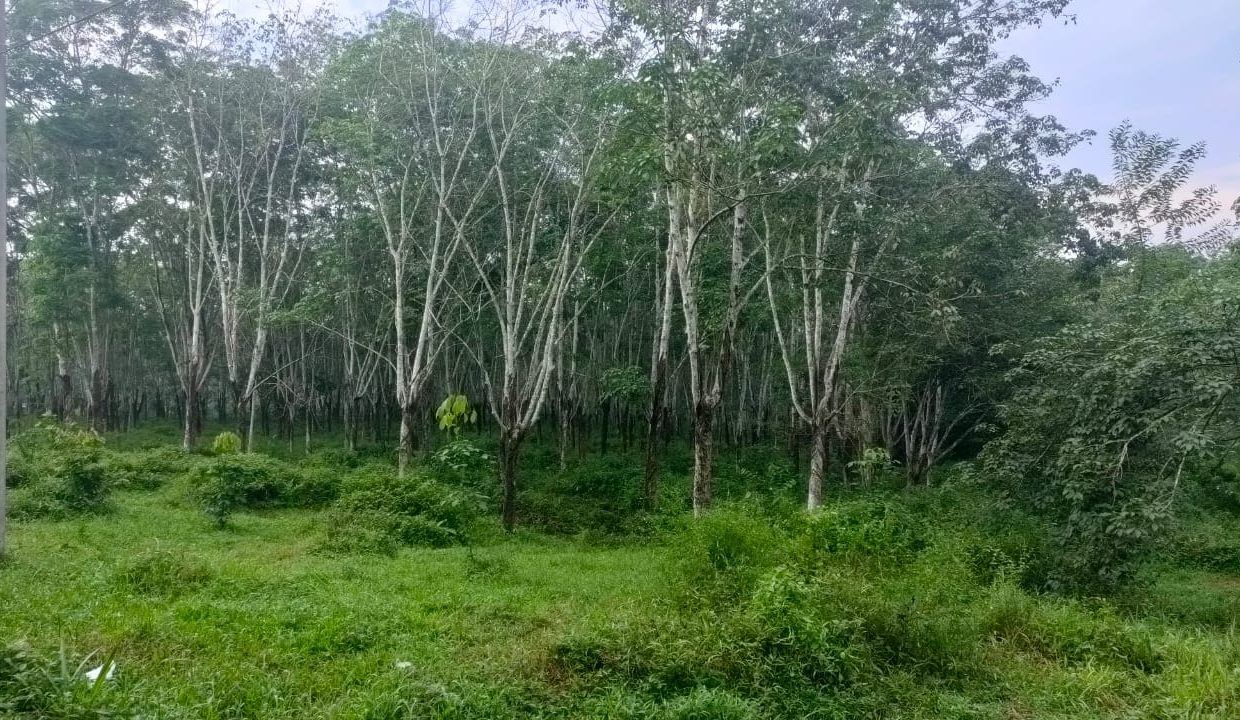 Dijual Lahan Kebun Karet (1)