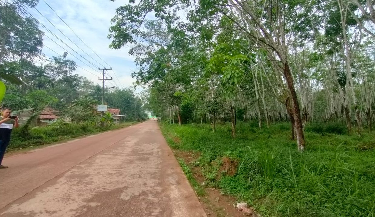 Dijual Lahan Kebun Karet (2)