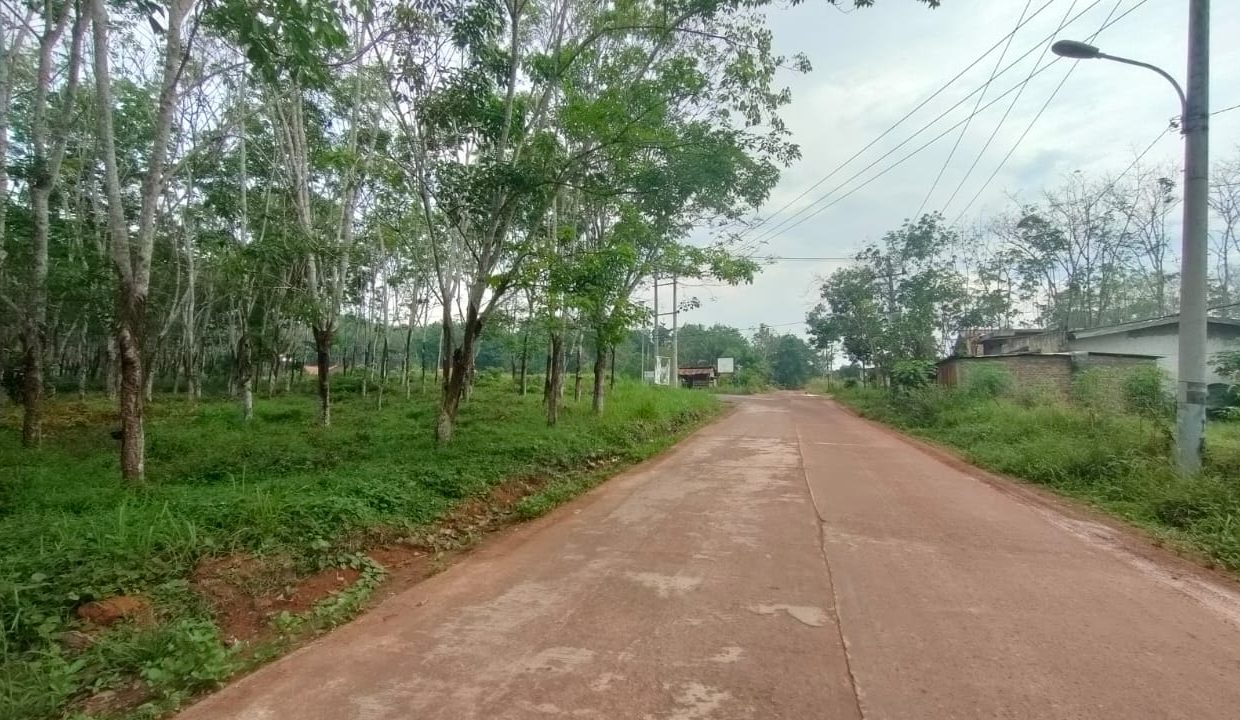 Dijual Lahan Kebun Karet (3)