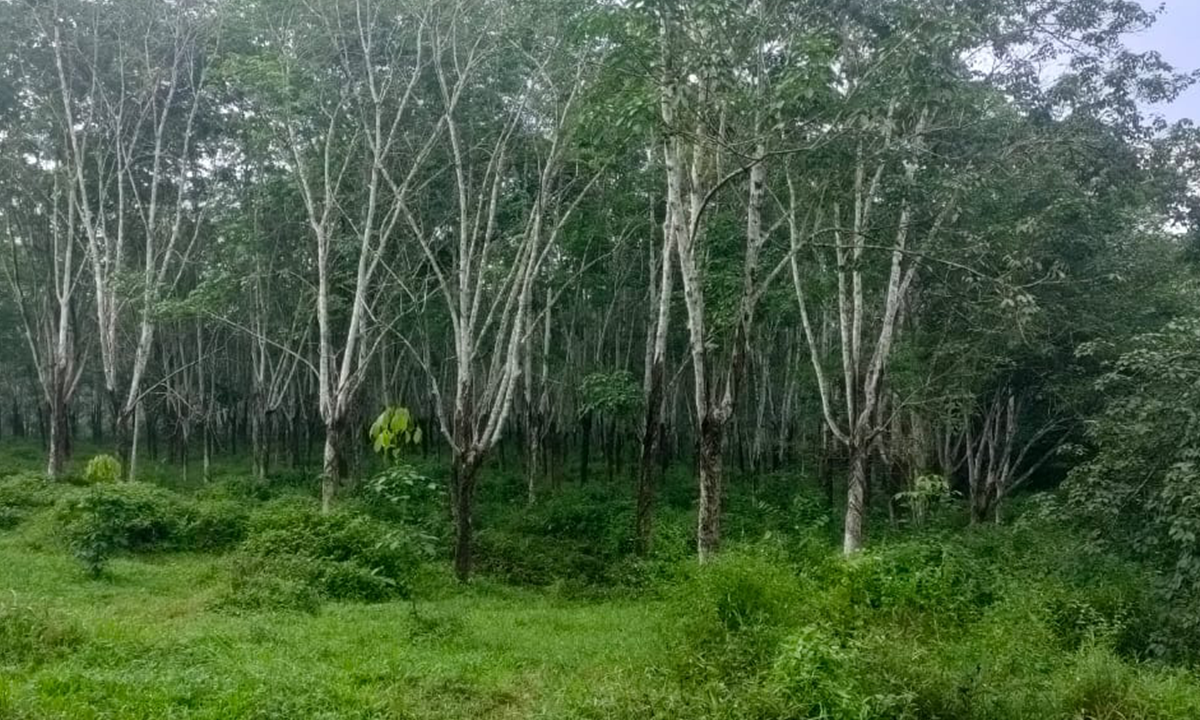 Dijual Lahan Kebun Karet (4)