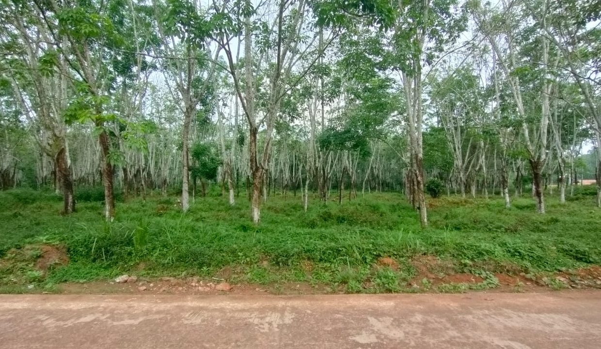 Dijual Lahan Kebun Karet (4)