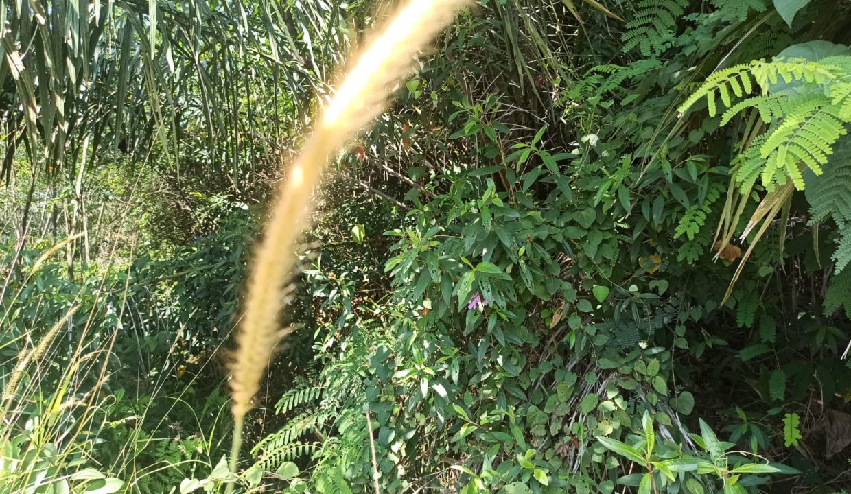 Dijual lahan di Jalan Bumi Mas Sukajadi Talang Kelapa Palembang (3)