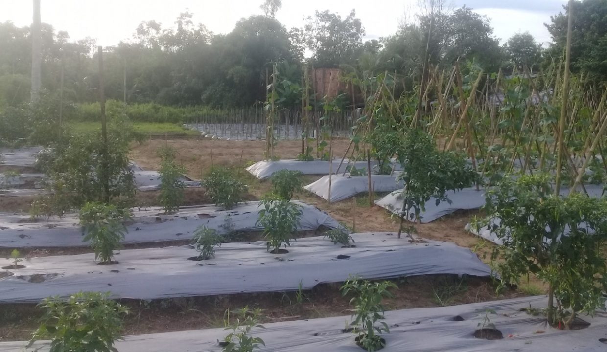 Talang Keramat masuk Banyuasin (5)