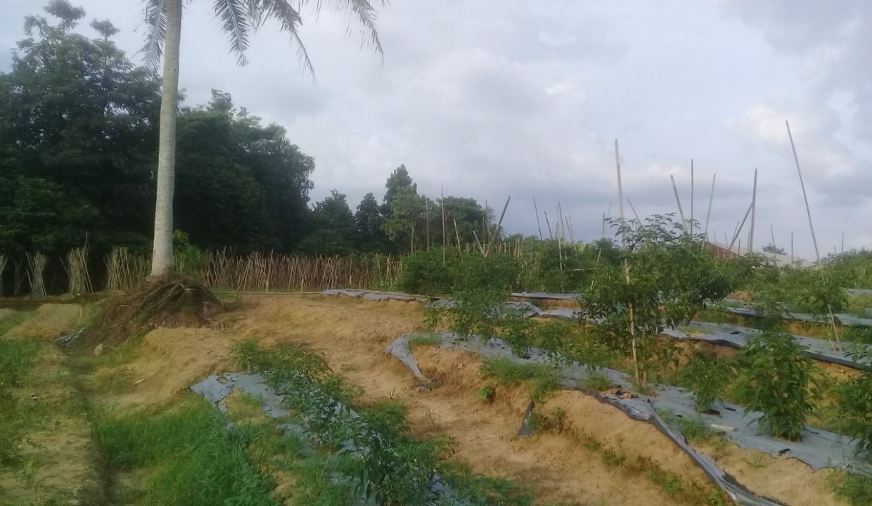 Talang Keramat masuk Banyuasin (6)
