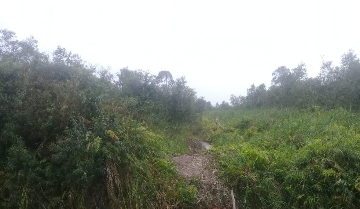 Dijual Tanah 4.000 m2, Jalan Tanjung Siapi Api (3)