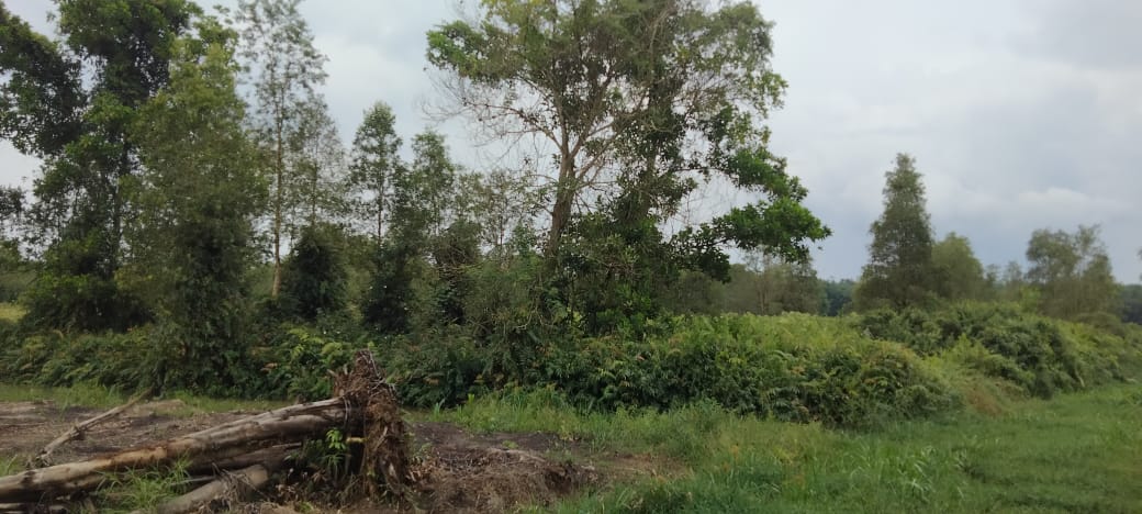 Dijual tanah Jl sukamakmur air batu Banyuasin Palembang (1)