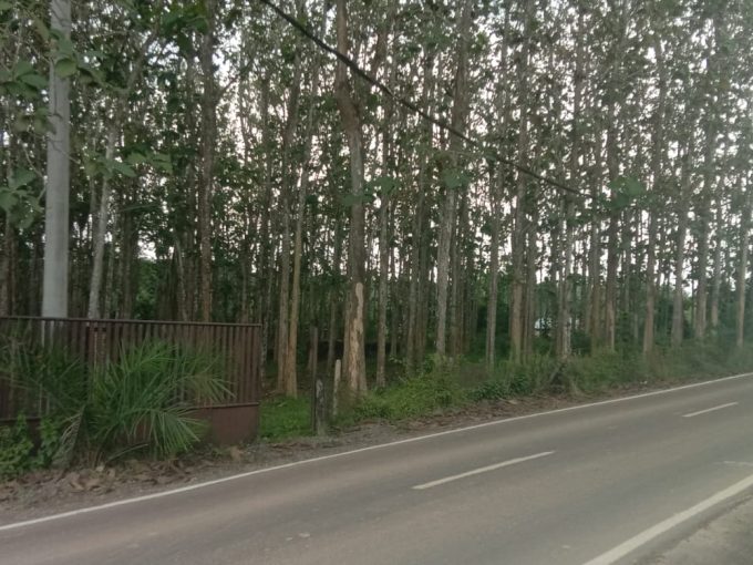 Dijual Tanah Plus Pohon Jati Talang Buluh Kelapa Banyuasin