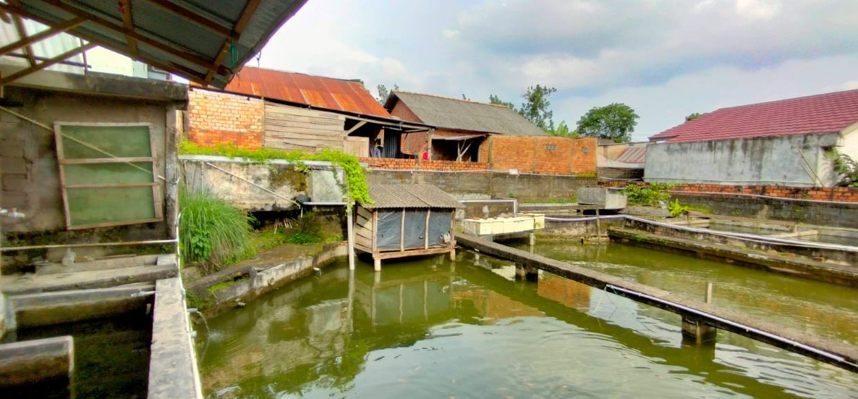 Dijual Rumah Beserta Kolam Penangkaran Ikan Mujair (2)