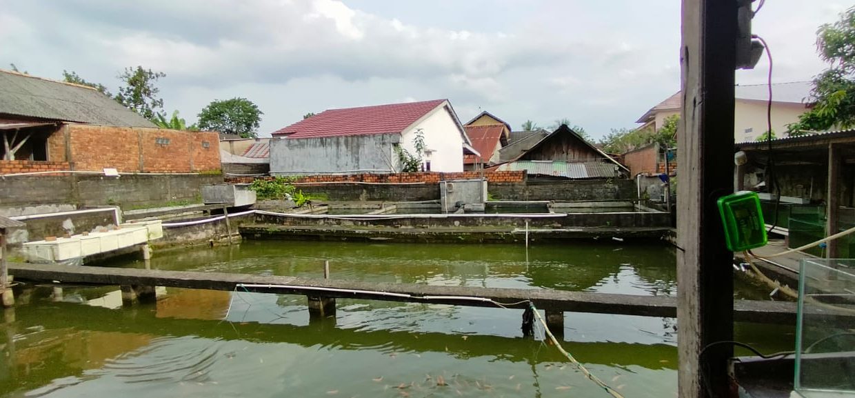 Dijual Rumah Beserta Kolam Penangkaran Ikan Mujair (3)