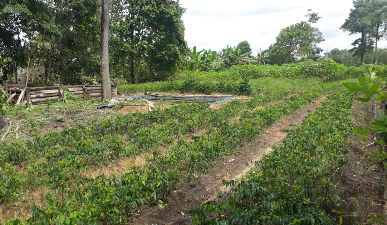 Tanah Indralay (1)