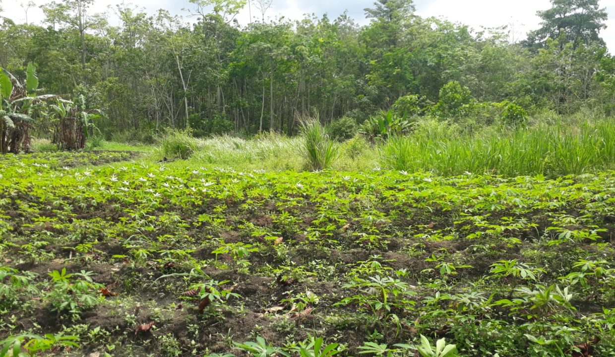Tanah Indralay (5)