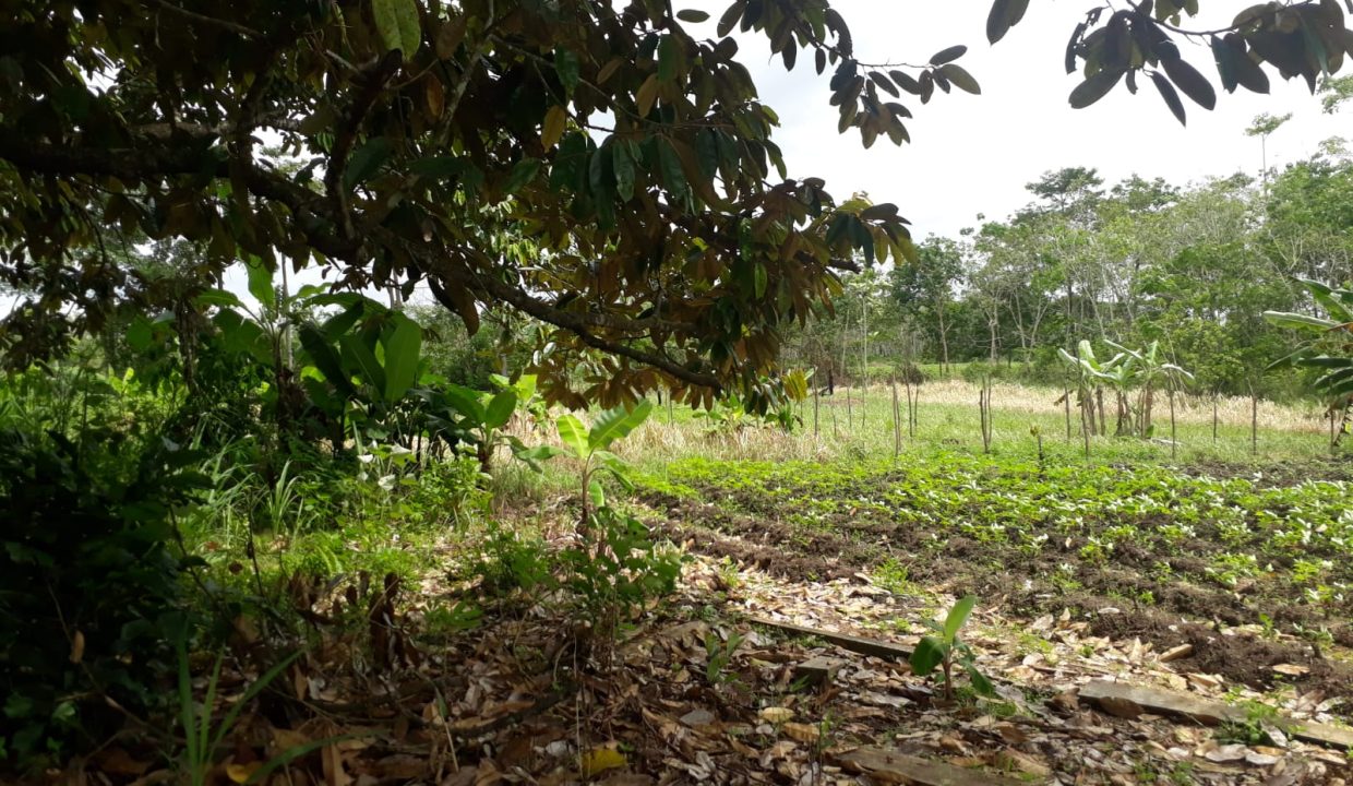 Tanah Indralay (6)