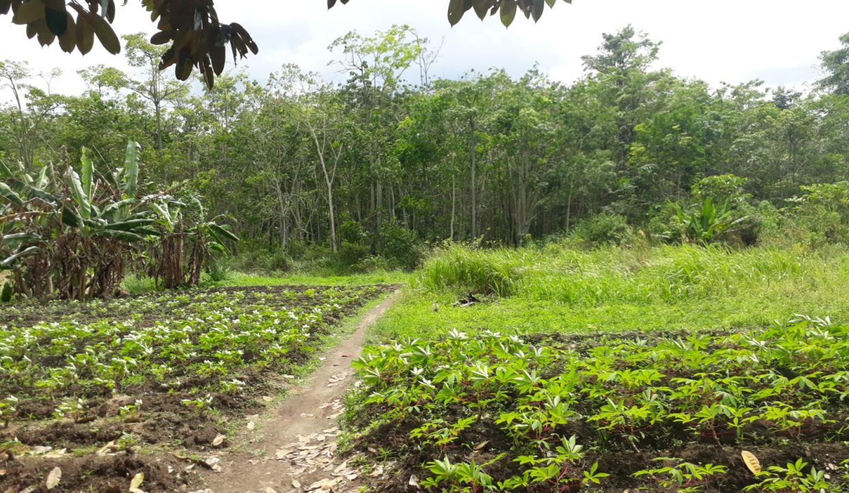 Tanah Indralay (7)