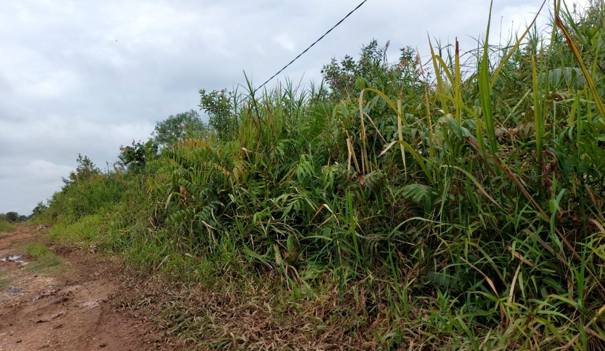 Dijual Tanah Luas 12.4 Ha di Jalan Tanjung Api Api Km 8.5 Gasing Talang Kelapa Banyuasin (5)