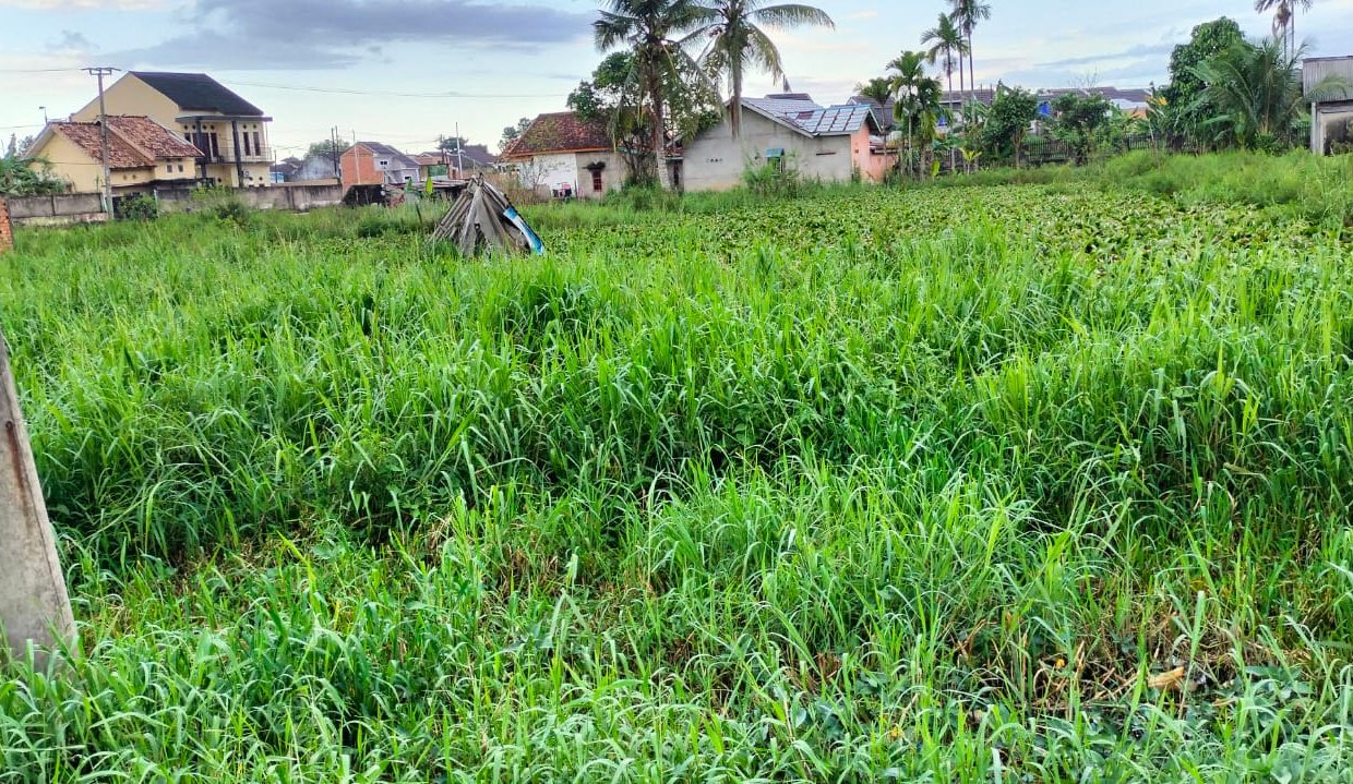 Tanah Noerdin Panji (4)