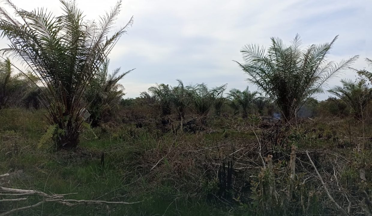 Tanah Indralaya (3)