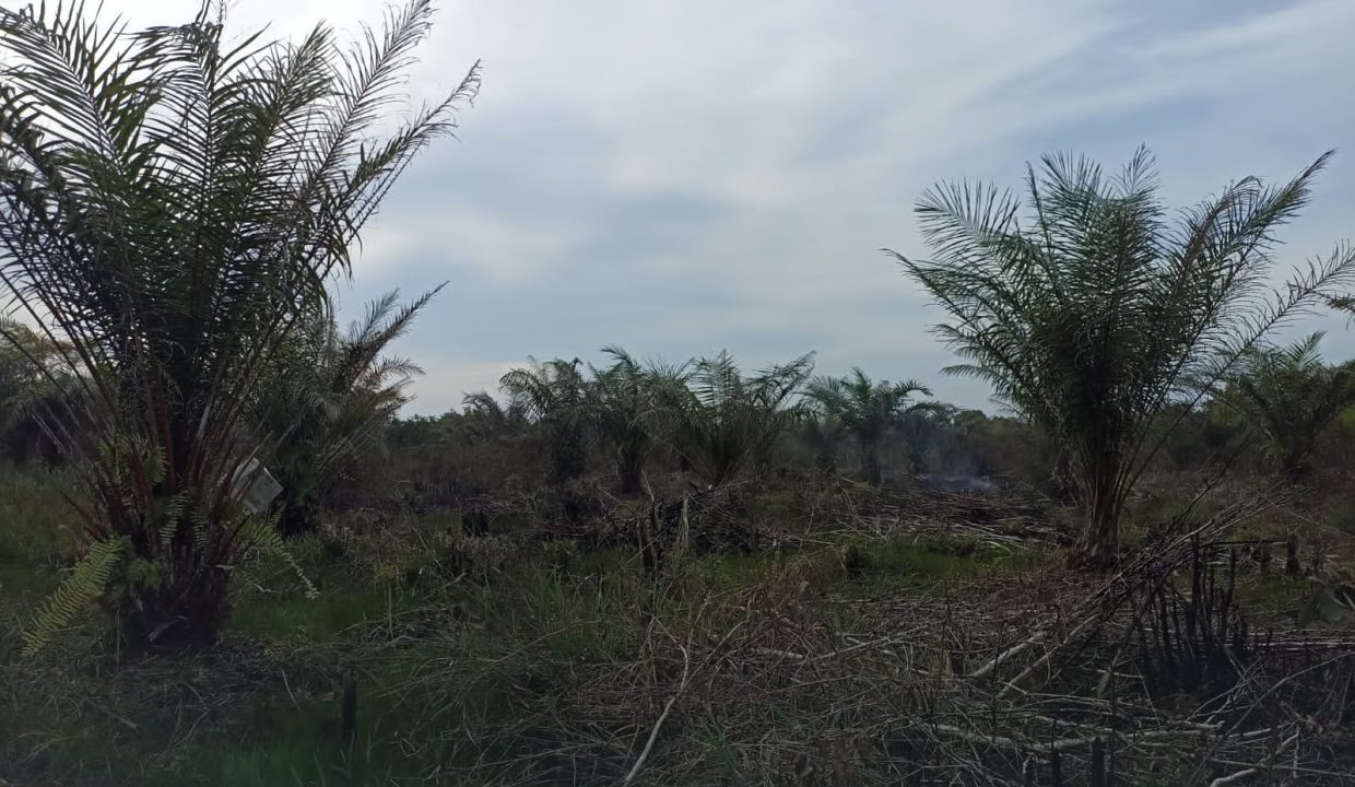 Tanah Indralaya (4)