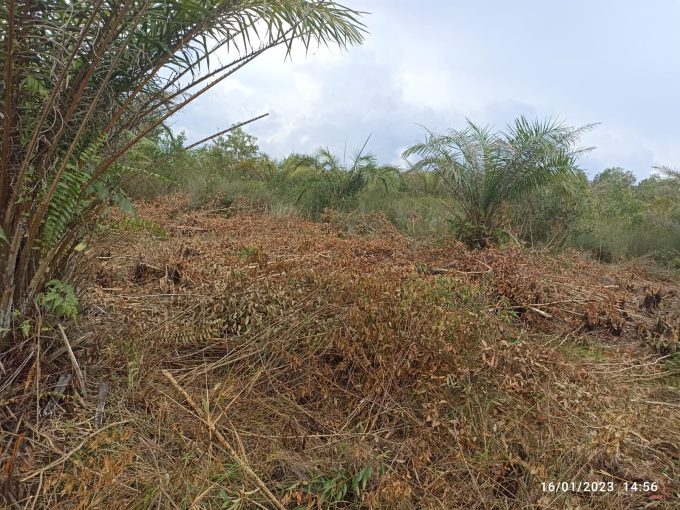 Dijual Lahan Perkebunan Sawit Dusun Parit Indralaya Utara Sumsel