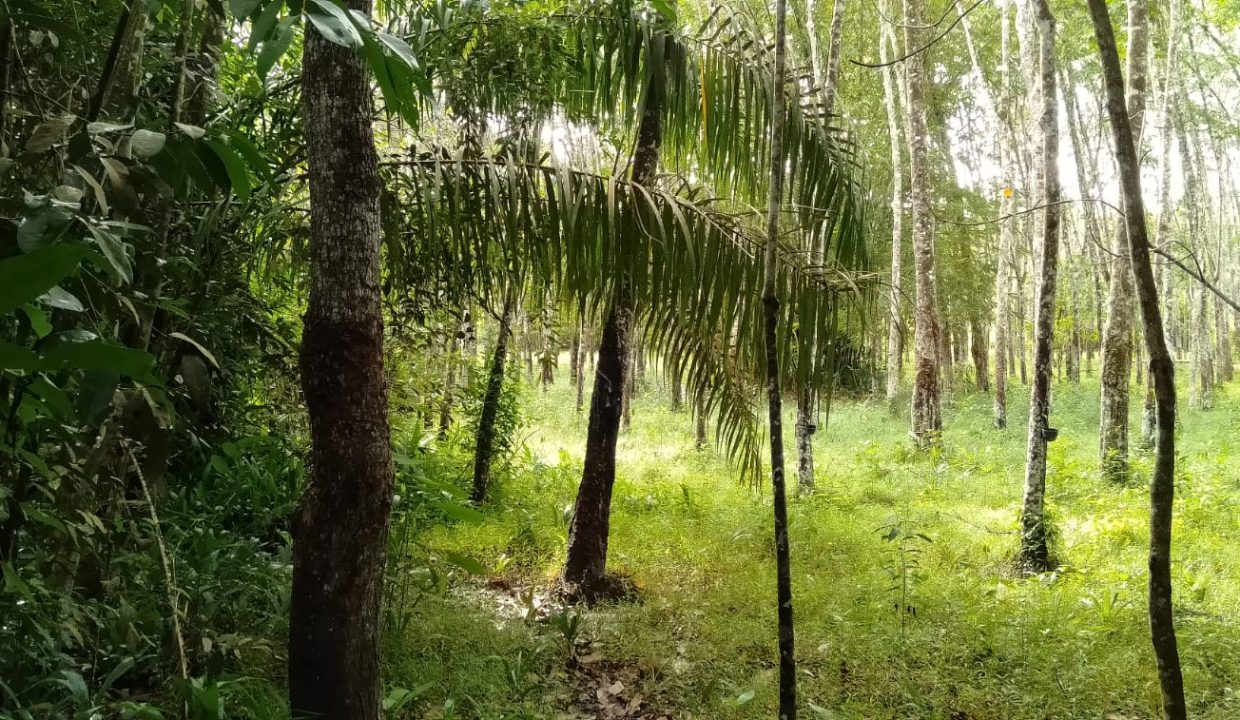 Tanah Plun Kebun Karet Desa Pulau Harapan (7)