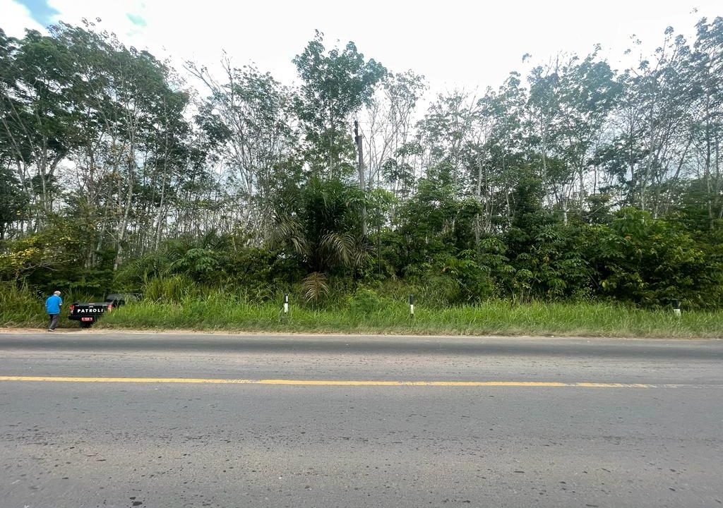 Dijual Tanah Perkebunan Jalan Lintas Sumatera (5)