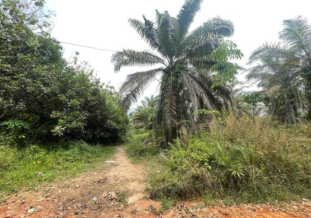 Dijual Tanah Perkebunan Jalan Lintas Sumatera (8)
