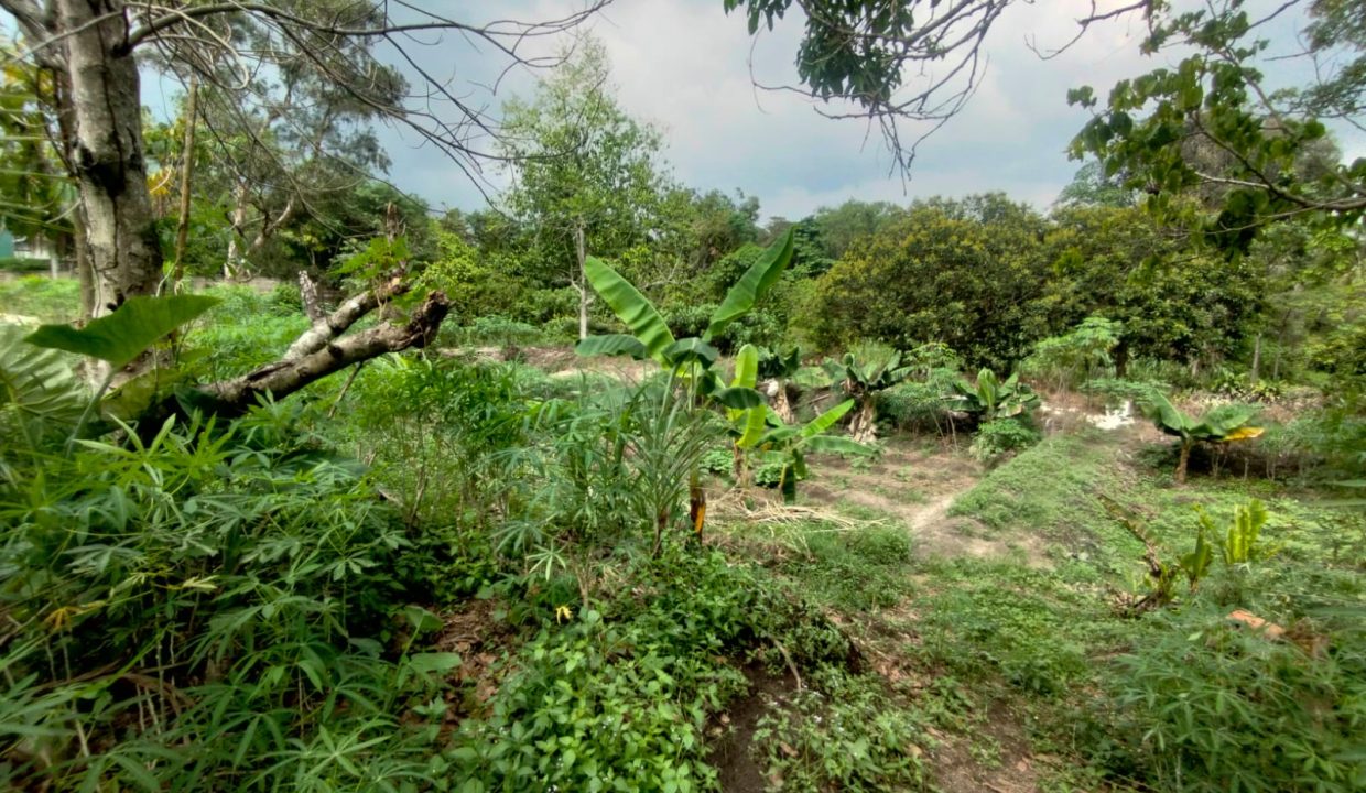 DIJUAL TANAH KM 17 SAPING PABRIK ALE ALE TALANG KELAPA (2)