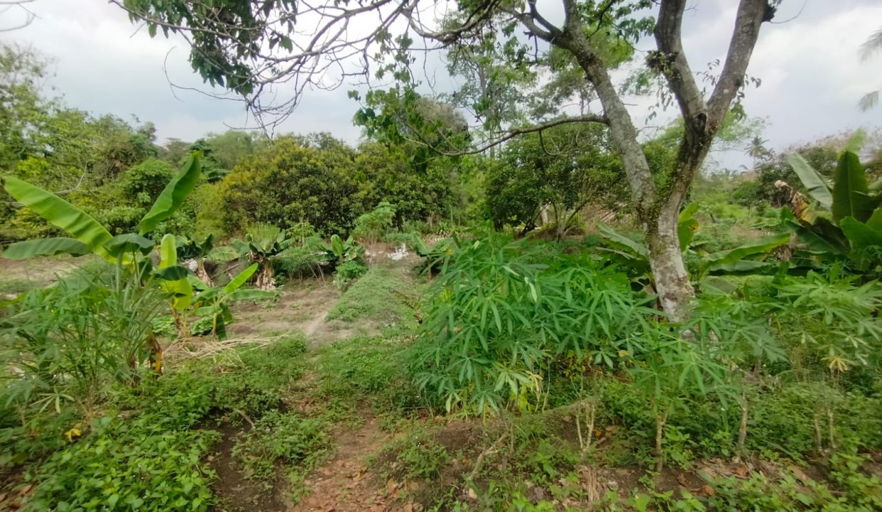 DIJUAL TANAH KM 17 SAPING PABRIK ALE ALE TALANG KELAPA (3)