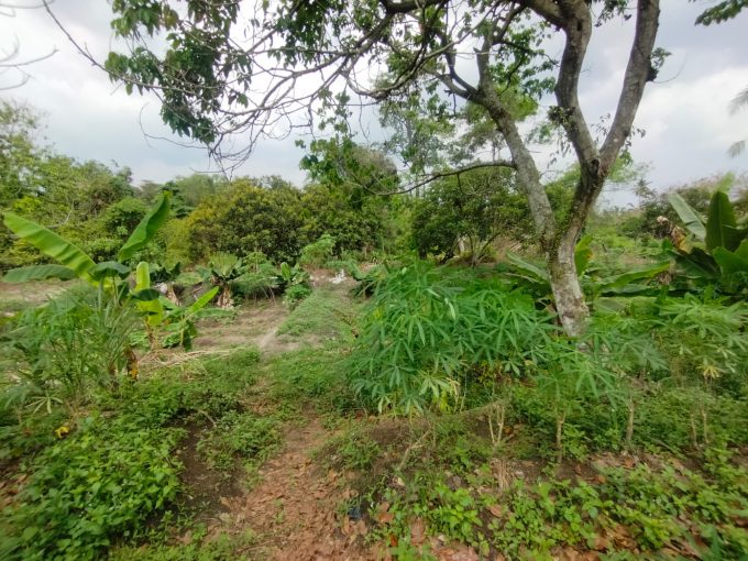 DIJUAL TANAH SAMPING PABRIK ALE ALE KM 17 TALANG KELAPA