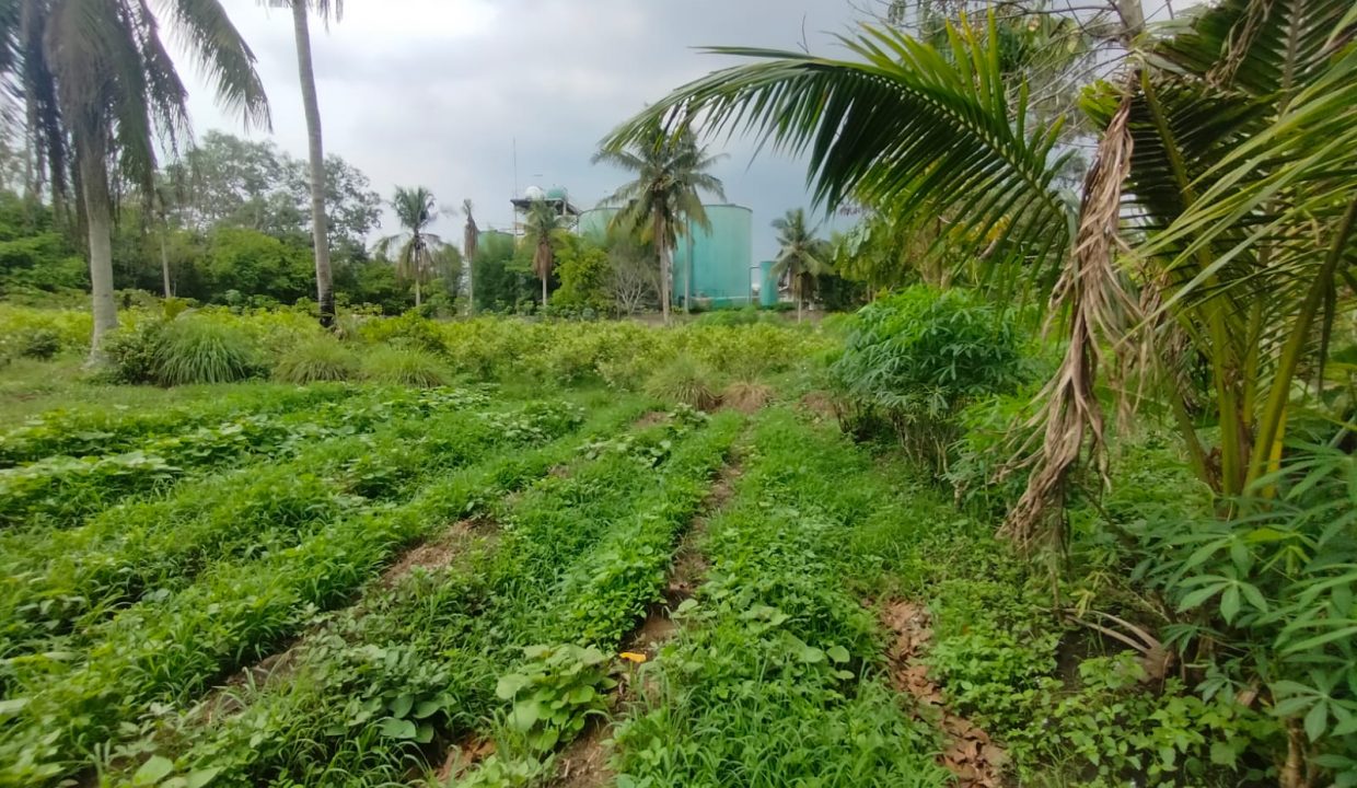 DIJUAL TANAH KM 17 SAPING PABRIK ALE ALE TALANG KELAPA (4)