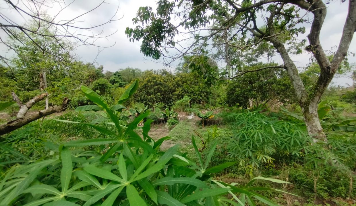 DIJUAL TANAH KM 17 SAPING PABRIK ALE ALE TALANG KELAPA (5)