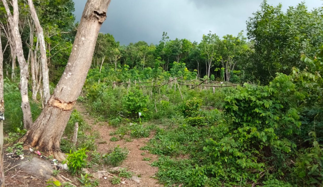 DIJUAL TANAH KM 17 SAPING PABRIK ALE ALE TALANG KELAPA (6)