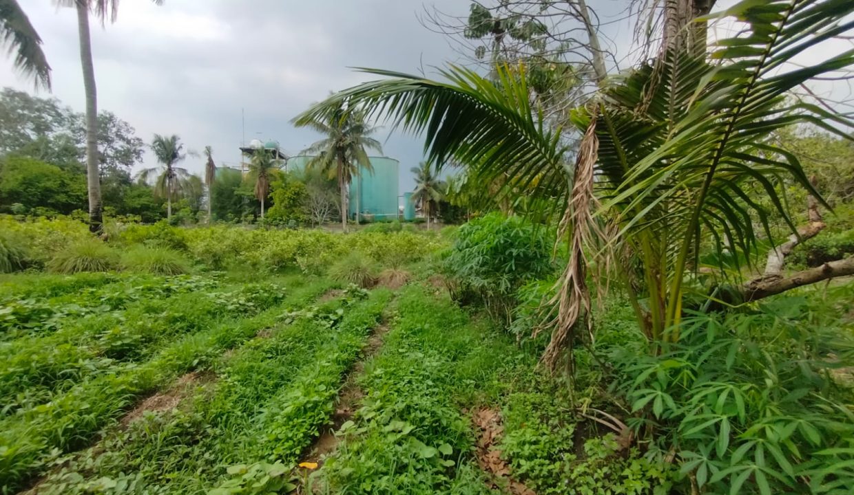 DIJUAL TANAH KM 17 SAPING PABRIK ALE ALE TALANG KELAPA (7)