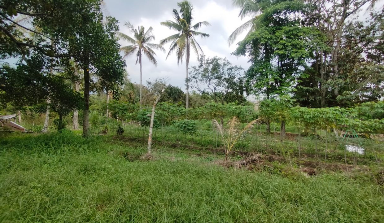 DIJUAL TANAH KM 17 SAPING PABRIK ALE ALE TALANG KELAPA (8)