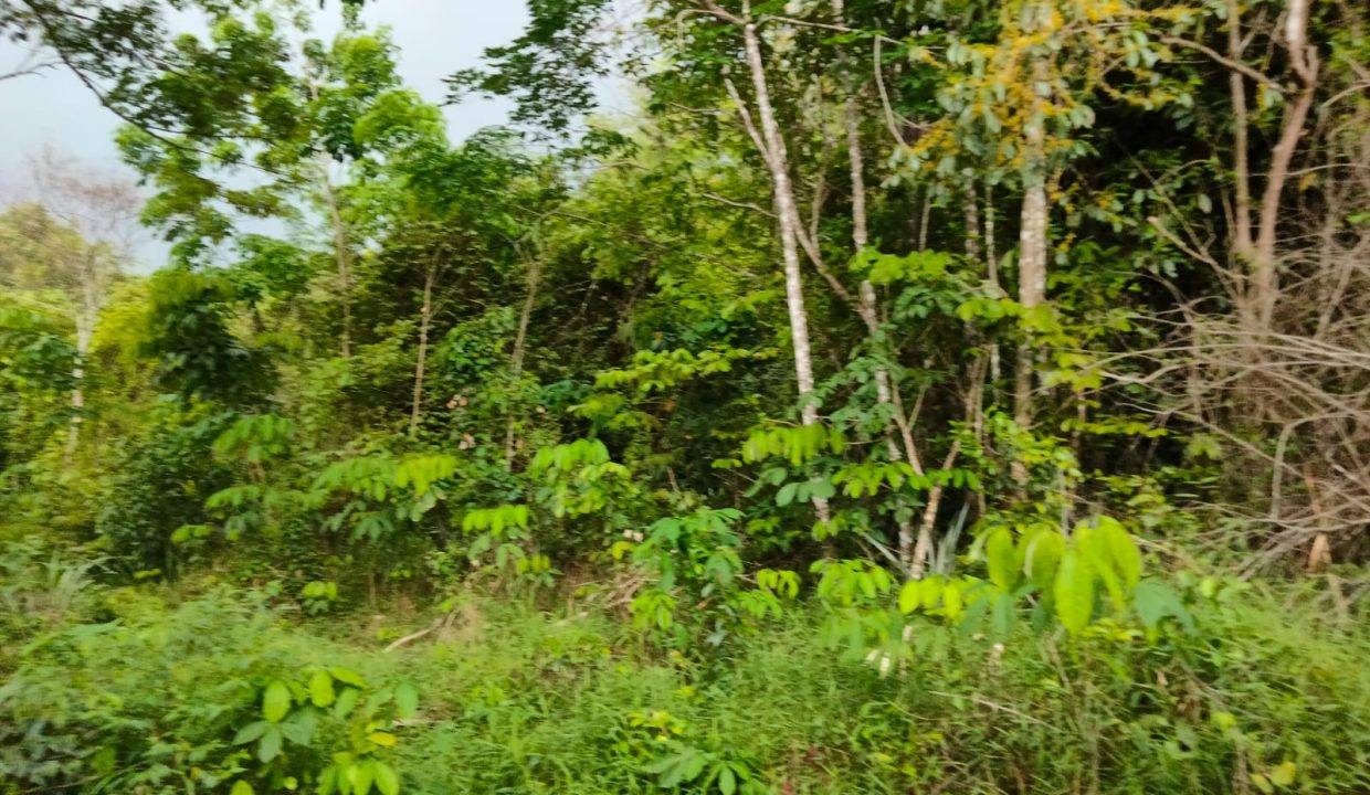 DIJUAL TANAH KM 17 SAPING PABRIK ALE ALE TALANG KELAPA (9)