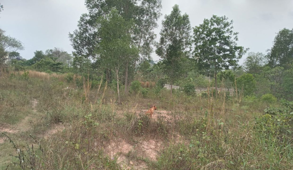 DIJUAL TANAH MURAH TALANG BURUK KM 7 PALEMBANG (2)