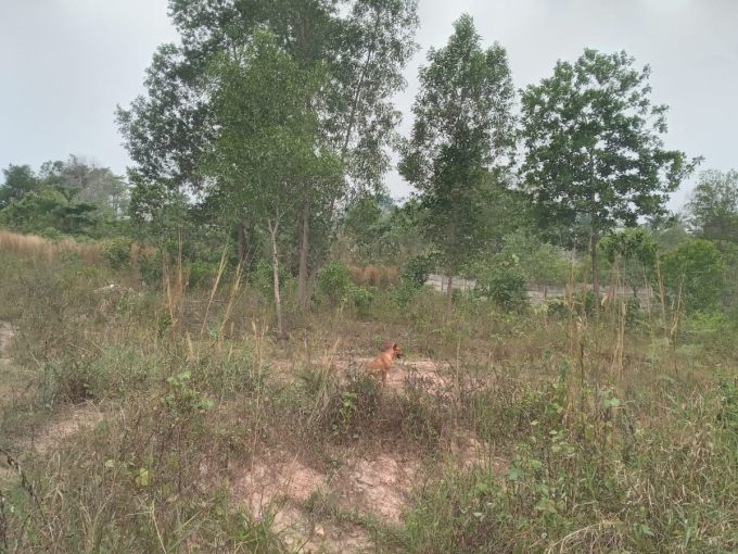 DIJUAL TANAH TALANG BURUK KM 7 PALEMBANG