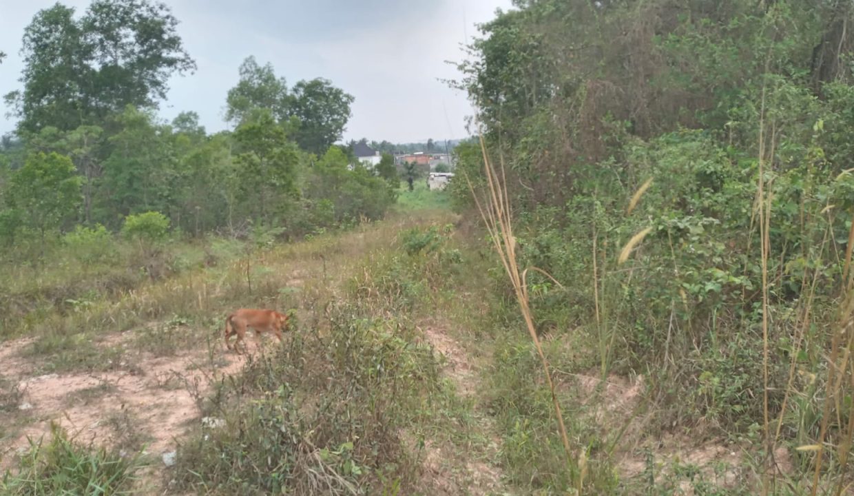 DIJUAL TANAH MURAH TALANG BURUK KM 7 PALEMBANG (4)