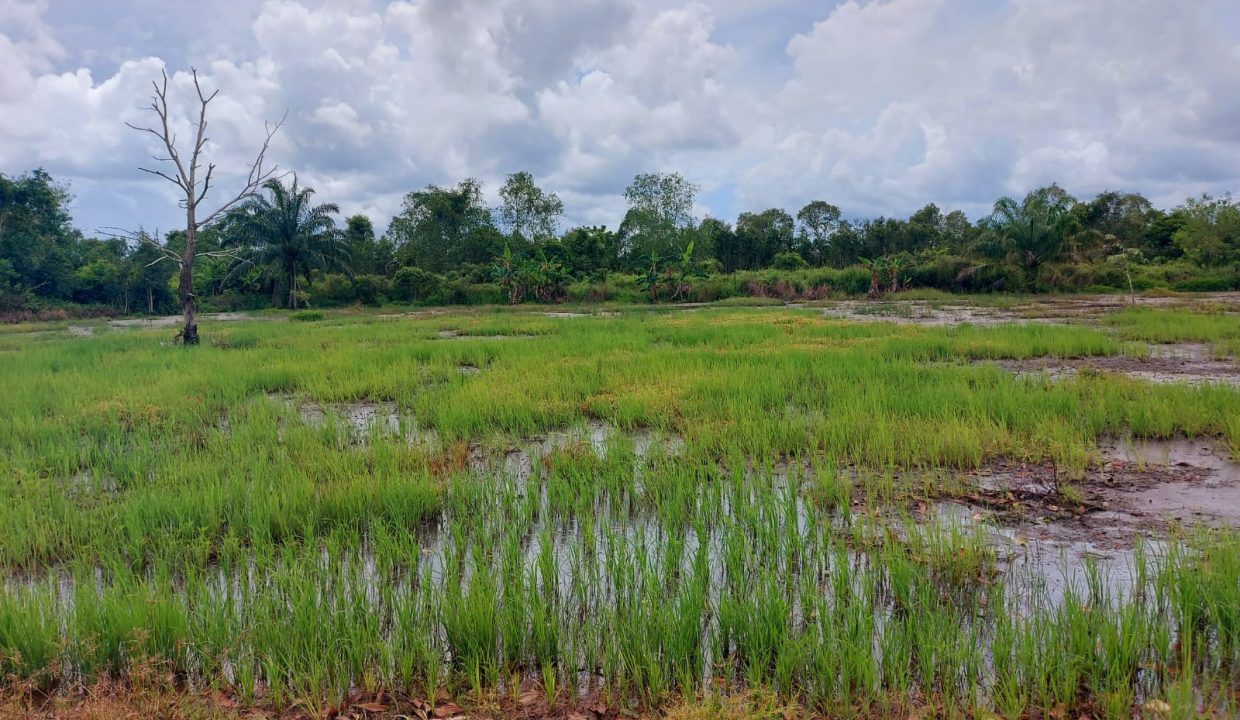 DIJUAL TANAH JALAN TANJUNG API API KM 43 KARANG ANYAR BANYUASIN (0,2)