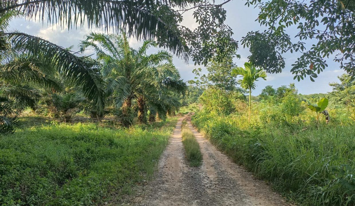 DIJUAL TANAH PANGKALAN BENTENG TALANG KELAPA (1)