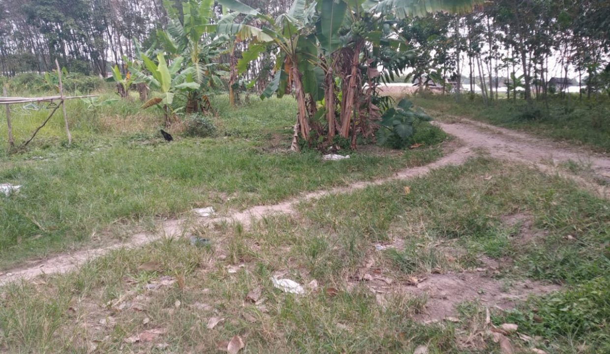 DIJUAL TANAH PANGKALAN BENTENG TALANG KELAPA (2)