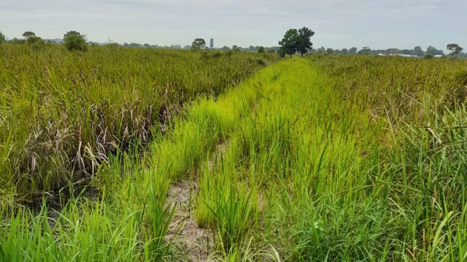 DIJUAL TANAH SUNGAI PINANG (1)