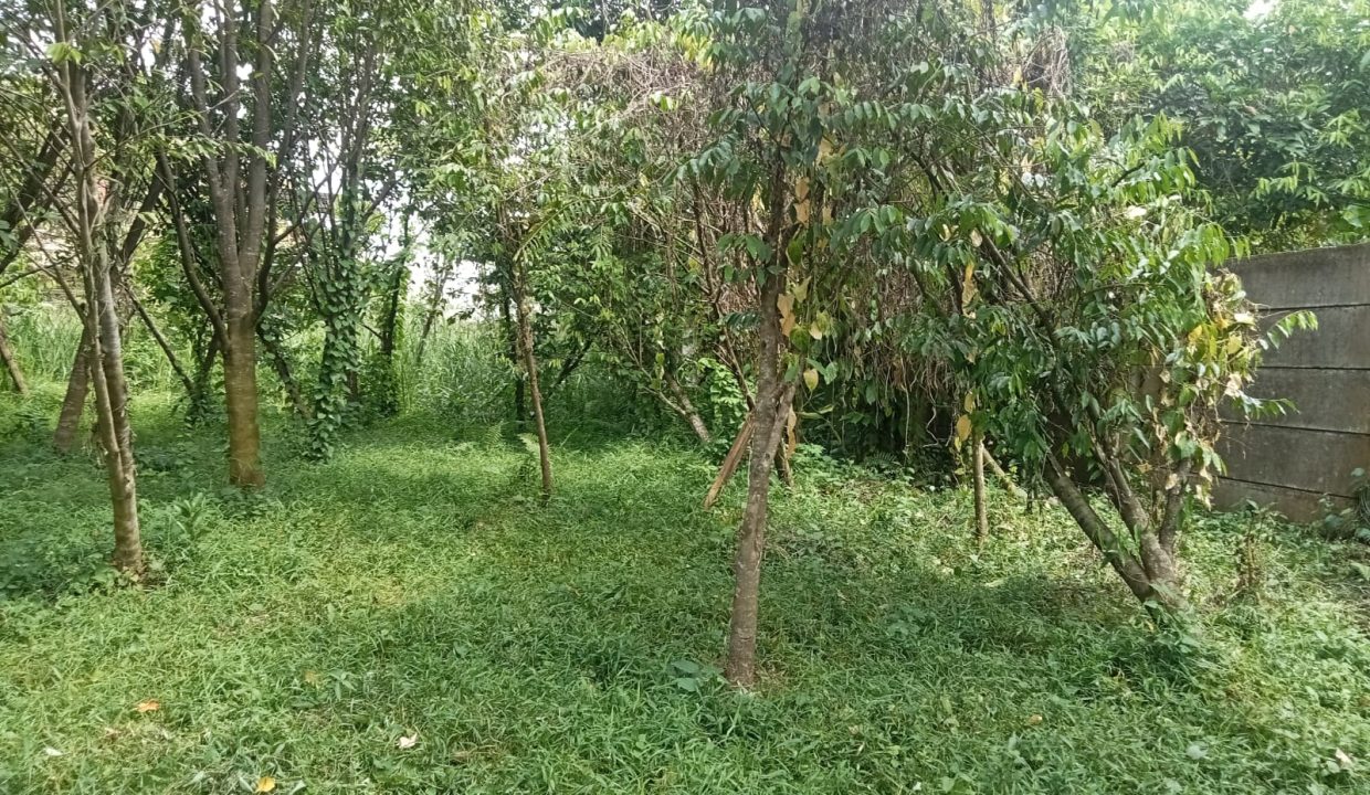 DIJUAL TANAH BONUS POHON GAHARU JALAN JEPANG KM 11 PALEMBANG (0,4)