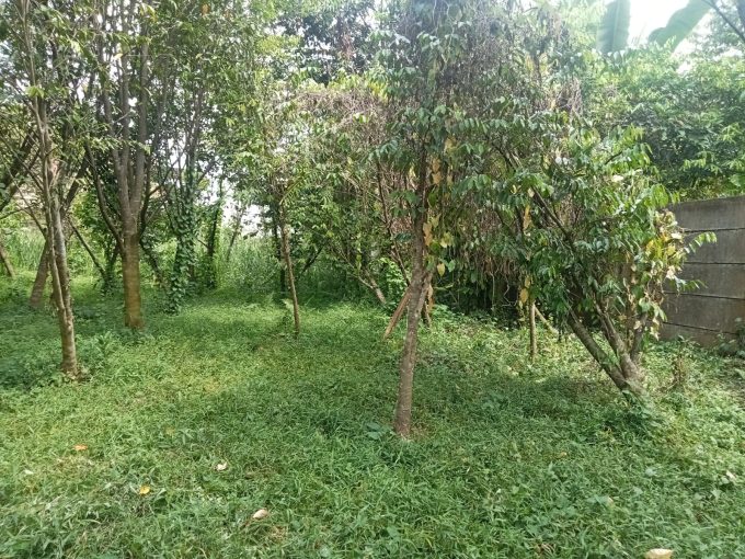 DIJUAL TANAH BONUS POHON GAHARU JALAN JEPANG KM 11 PALEMBANG